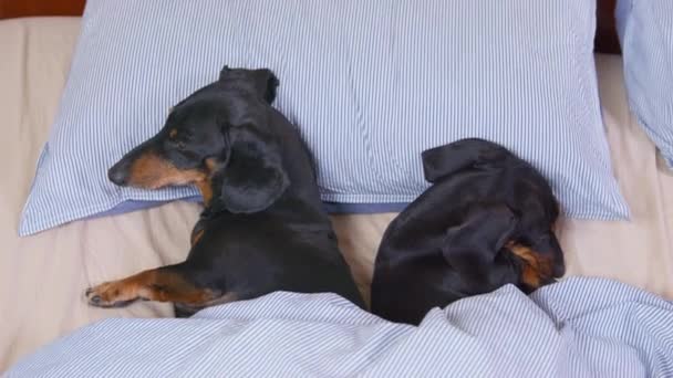 Deux chiens teckel dorment ensemble sous une couverture chaude avec le dos l'un à l'autre comme des conjoints querellés, vue de dessus. Problème dans les relations et nécessité de consulter un psychologue de la famille — Video