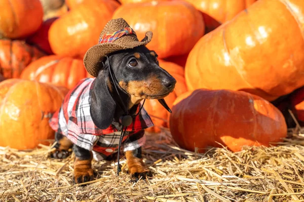 Rolig Dachshund valp, klädd i en by check skjorta och en cowboy hatt, står i närheten en hög en pumpa skörd på mässan på hösten. hund förbereder sig för Halloween — Stockfoto