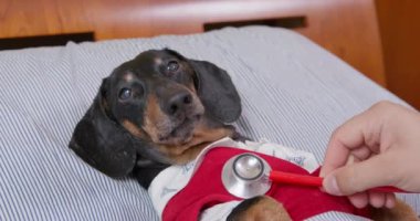 Veteriner doktor hastanede pembe yelekli sakin bir dachshund köpeği muayene ediyor.