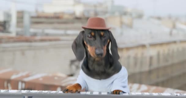 Dachshund σκυλί παίζει πληκτρολόγιο εκτελεί στην οροφή κτιρίου — Αρχείο Βίντεο