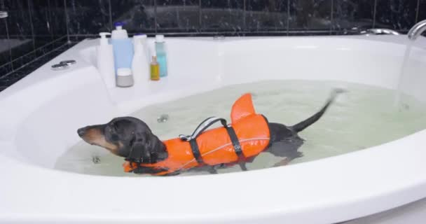 Donna aiuta cane bassotto durante il bagno di riabilitazione nella vasca da bagno — Video Stock
