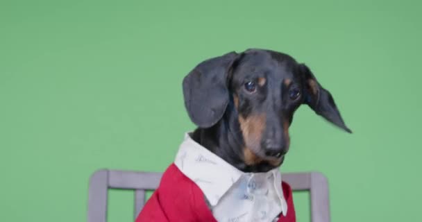 Dachshund köpek sıçrayışları krom arka planda sandalyede oturuyor — Stok video