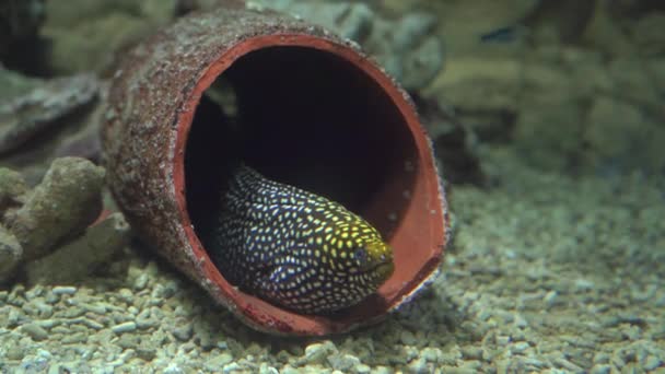 Leopardenmuränen sind ruhig geworden, während sie jagen oder in Fragmenten eines alten Tonkrügers am Boden des Aquariums ruhen, aus nächster Nähe. Der größte und aggressivste Vertreter der Arten — Stockvideo