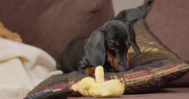 Perro salchicha se encuentra en la almohada y huele juguete de peluche en el sofá — Vídeo de stock