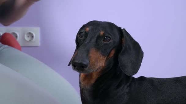 Lindo cachorro dachshund y dueño de la mujer cerca de la pared púrpura claro — Vídeos de Stock