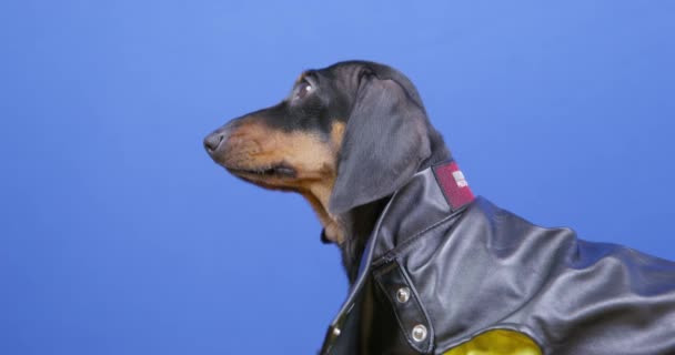 สุนัข Dachshund ในเสื้อกั๊กหนังสไตล์ เดินออกไปในสีฟ้า — วีดีโอสต็อก