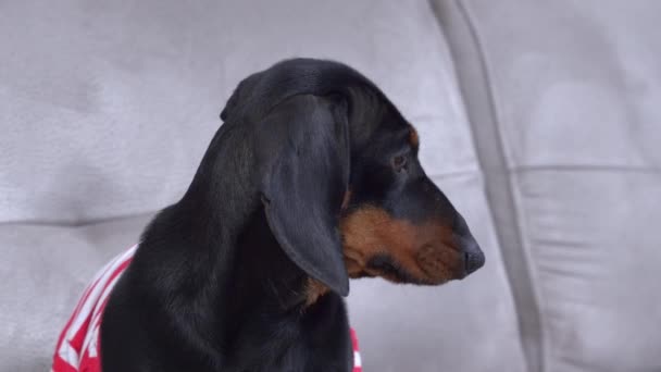 Divertido perrito dachshund curioso vio algo interesante y fue a comprobar lo que pasó. Juguetón negro y moreno bebé perro llega a conocer mundo a su alrededor — Vídeo de stock