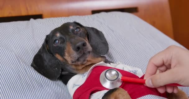 Veterinär doc undersöker lugn tax hund i rosa väst på sjukhus — Stockvideo