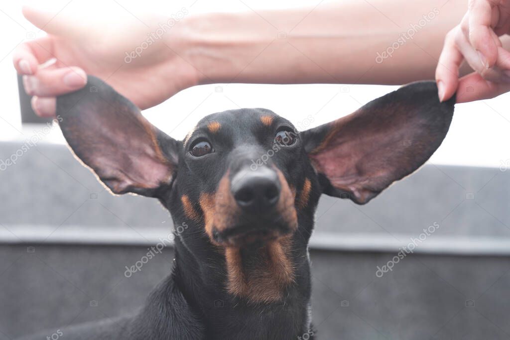Person carefully holds the long ears of dachshund dog with his fingers, spreading them in different directions like wings, close up