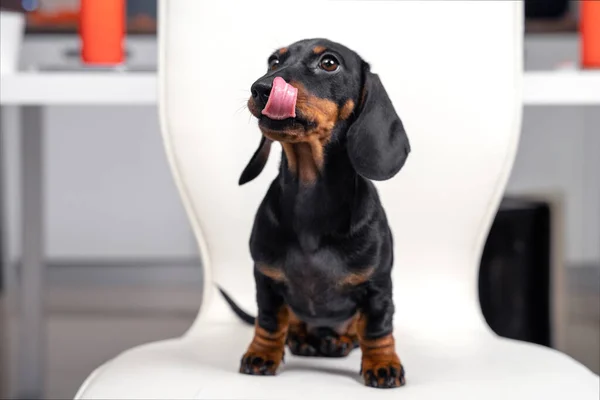 Sevimli aç dachshund köpeği sandalyede oturuyor, dudaklarını yalıyor ve yalvarıyor, geçmişi bulanık. İyi beslenmiş bir yavru köpek evcil hayvanlar için yeni yiyecekler ve ikramlar denedi.