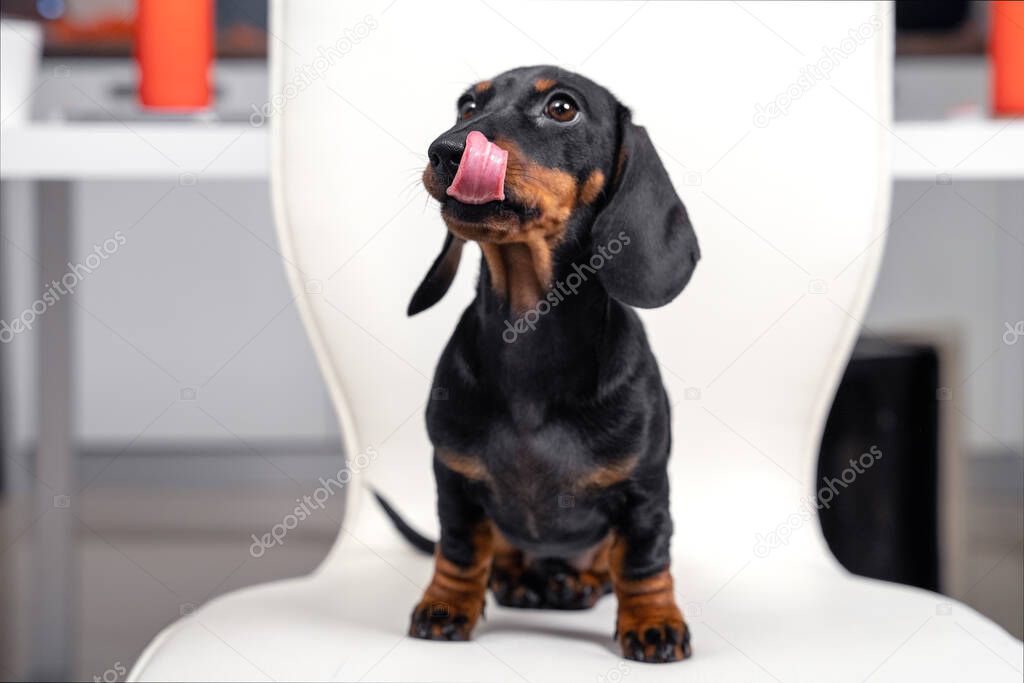 Adorable hungry dachshund puppy is sitting on chair, licking his lips and begging, blurred background. A well-fed satisfied baby dog tried new food or treats for pets