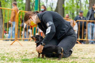 Yüzüne koruyucu bir tıbbi maske takan kadın idareci, salgın sırasında köpek şovunda itaatkar bir dachshund köpeği konumuna getiriyor.