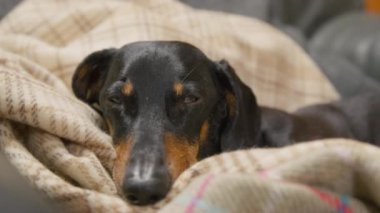 Sevimli, genç, yorgun dachshund köpeği ekose üzerinde uyuyakalır.