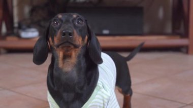İlgilenen Dachshund köpek yavrusu yerde yukarı bakıyor.