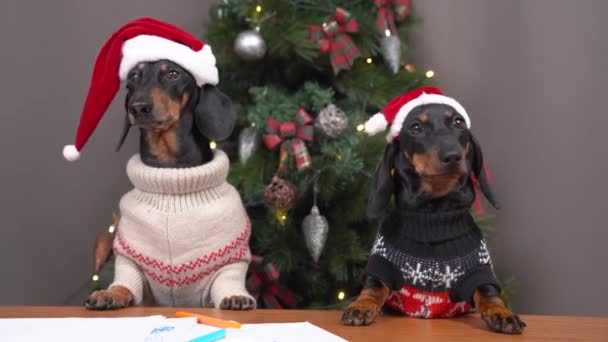 Perros salchichas divertidos en suéteres calientes y sombreros festivos van a escribir una carta con deseos a Santa o hacer una tarjeta de felicitación en Nochebuena. La casa está decorada para vacaciones — Vídeo de stock