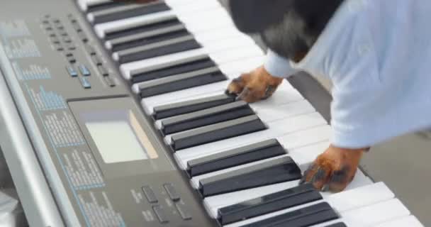 Dachshund muzyk gra syntezatora występując na koncercie — Wideo stockowe