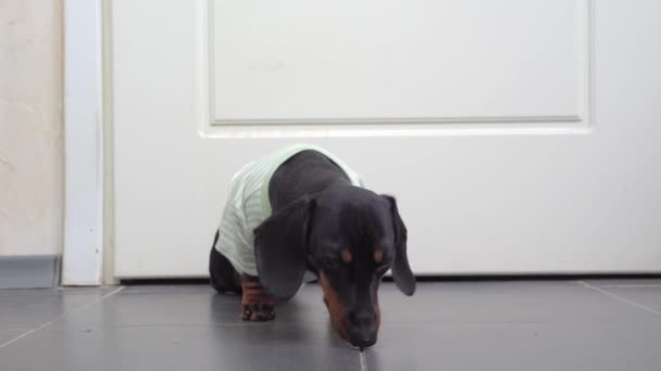 Evdeki tişörtlü köpek yavrusu kapalı bir kapının önünde duruyor çünkü odaya girmesine izin verilmiyor. Köpek bir koku aldı ve bakmak için koştu. — Stok video