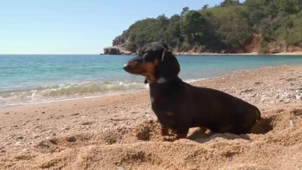 Şirin dachshund köpeği kumsalda güneşli bir günde serin gökyüzünün altında korunmak için ıslak kumda çukur kazdı. Köpek yüzdükten sonra güneşleniyor ve güneşleniyor. — Stok video