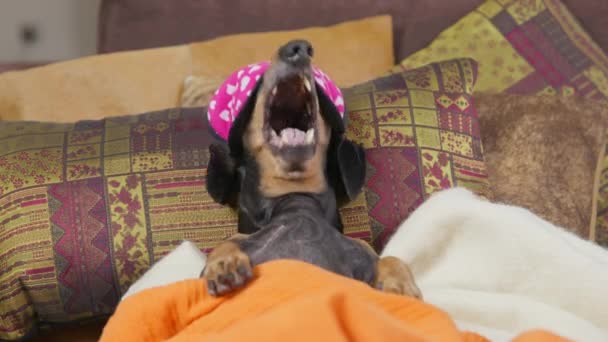 Grappige teckel hond met masker op de ogen voor slapende gazons omdat het erg moe is, dus het probeert te slapen, comfortabel zittend op zachte kussens onder warme deken, maar het wordt voorkomen — Stockvideo