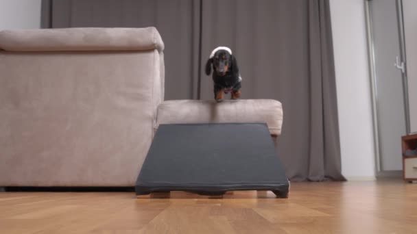 Giocoso cucciolo a Babbo Natale cappello e maglione scende dal divano — Video Stock