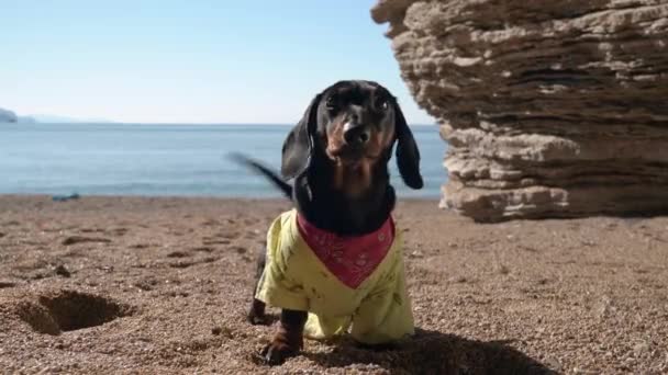 Grappige teckel puppy in geel t-shirt blaft en springt speels alsof hij iemand aanvalt, spelend langs zandige kust, vooraanzicht — Stockvideo