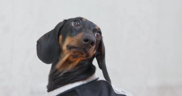 Dachshund dog in housemaid dress turns head to look back — Stock Video
