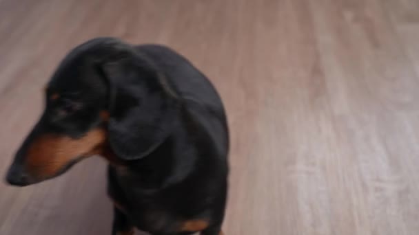 Pessoa brinca com cão dachshund engraçado escondendo comida seca na mão, vista frontal. Caça de estimação ágil da mão do proprietário e tenta pegá-lo. Actividades internas conjuntas. — Vídeo de Stock