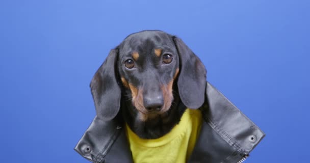 Dachshund en gilet en cuir et t-shirt sur fond bleu — Video