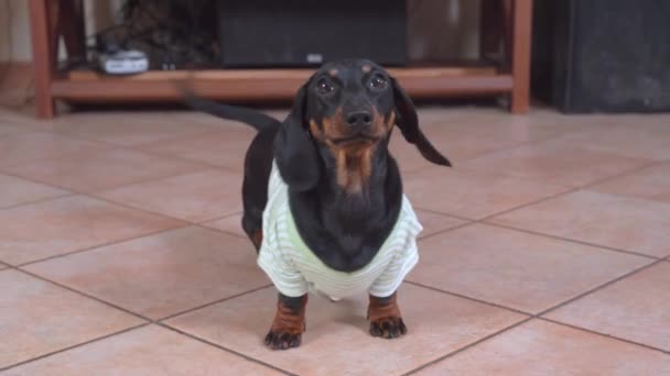 Adorable cachorro dachshund en casa camiseta rayada felizmente se levanta del suelo, ladra y menea su cola llamando al dueño para jugar con él, vista frontal — Vídeos de Stock