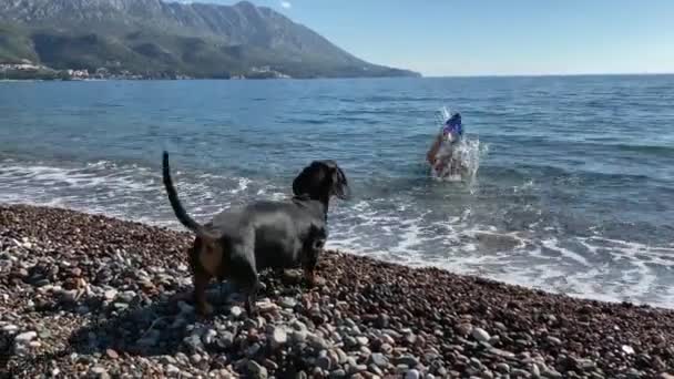 Man i fenor och med dykning mask stänk vatten på roliga tax hund kör på stranden, som är rädd för att gå ut i havet eller inte vill, eftersom vatten är kallt. Ägaren lurar runt med husdjur — Stockvideo