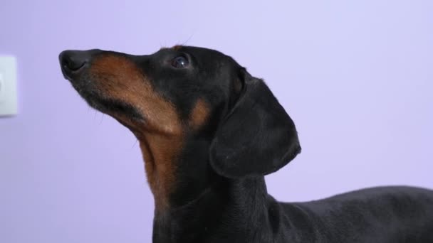 Dachshund cão com orelhas longas olha para cima perto da parede roxa — Vídeo de Stock