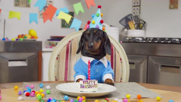Roztomilé plaché jezevčík štěně v modré košili a slavnostní klobouk sedí u stolu před kus narozeninového dortu se svíčkou, čeká na hosty, pohled zepředu. Pokoj vyzdobený pro oslavu — Stock video