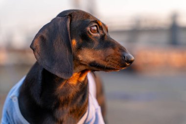 Eski tişörtlü sevimli dachshund köpeğinin portresi, gün batımına ya da gün doğumuna bakıyor, güneşin altın ışıklarıyla aydınlanıyor, ön manzara, bulanık arkaplan