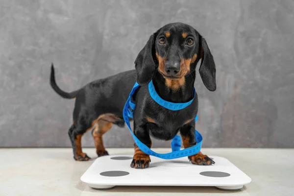 Cute dachshund puppy wants good shape so follows diet and leads active lifestyle. Dog is wrapped in centimeter and stands on scales to make measurements before fitness marathon