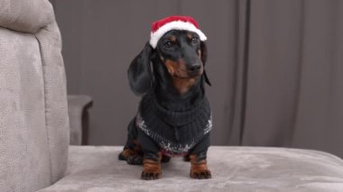 Kanepede kırmızı Noel Baba şapkalı ve kazaklı köpek yavrusu.