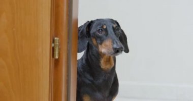 Dachshund köpeği ahşap kapının arkasından bakar ve kaçar.