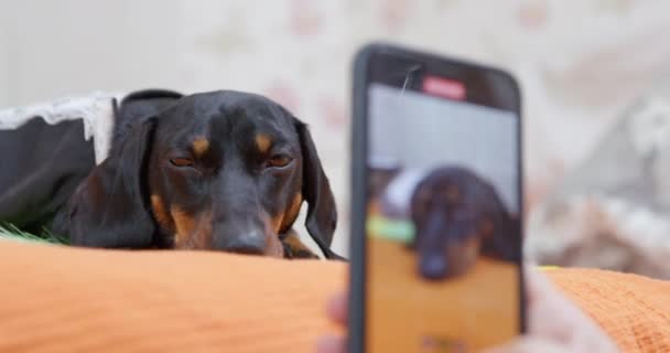 Lindo perrito dachshund triste se encuentra en la cama, mientras que el propietario lo toma en video con el teléfono inteligente, vista de cerca desde un ángulo bajo. Retrato de perro amado para la memoria. Las mascotas son como los niños para las personas — Vídeo de stock