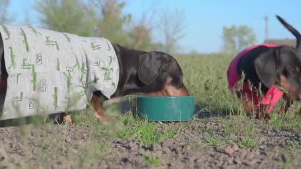 穿着滑稽衬衫的活泼的腊肠狗在散步时在草地上跑着，上气不接下气，所以它们从碗里喝水来提神解渴 — 图库视频影像