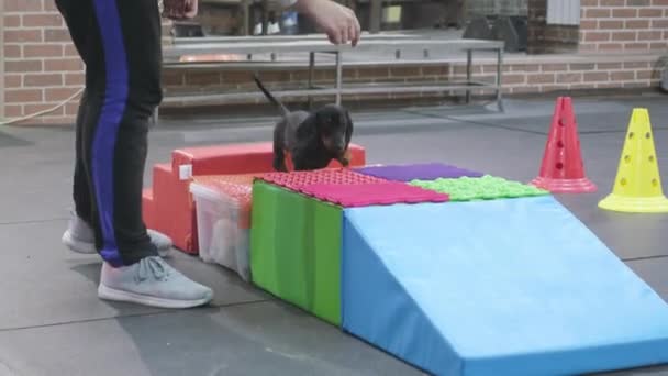 Kutya edző cipeli a nassolnivalót a tacskónak a kiképző iskolában. — Stock videók