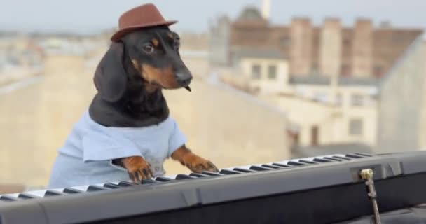 Geniş kenarlı kovboy şapkalı harika dachshund köpeği çatıda küçük bir açık hava reçel seansı yapıyor. İtaatkar köpek ustaca bir sentezleyici çalıyor, etrafında kamera uçuşuyor. — Stok video