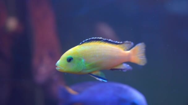 Dekorative gelbe ostafrikanische Fische aus der Familie der Cichlidae für heimische Aquarien treiben mit anderen im Wasser, aus nächster Nähe. Verschiedene Arten von Wasserlebewesen im Stadtzoo zu erkunden — Stockvideo