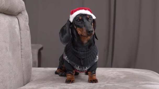 Dachshund puppy in red Santa Claus hat and sweater on sofa — Stock Video