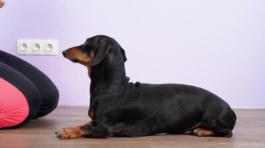 İtaatkar dachshund yere yatar ve komutla kalkar, yan gözle. Amirler iyi davranışı ödüllendirmek için köpeğe eğitim sırasında pozitif destek verirler.. 