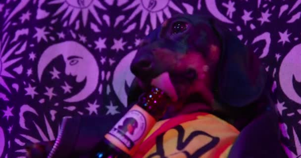 Septiembre 06 2021, San Petersburgo, Rusia: Cool cachorro dachshund en chaqueta de cuero bebidas cerveza sin alcohol para perros en una botella de vidrio, sentado en la silla en un club nocturno o en la fiesta de la casa, vista frontal — Vídeo de stock