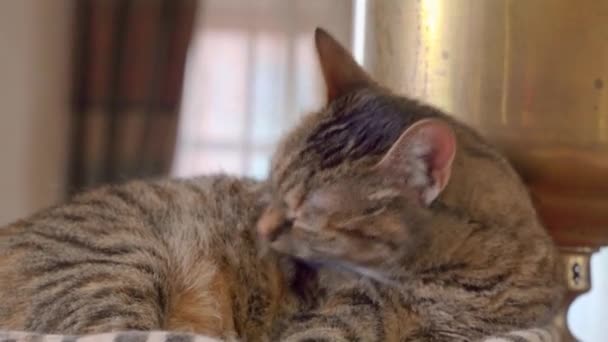 Precioso gato de tabby doméstico lame el pelo en el vientre para que esté limpio y bien cuidado, acostado en una cama suave para mascotas. Procedimientos diarios de higiene y cuidado — Vídeos de Stock