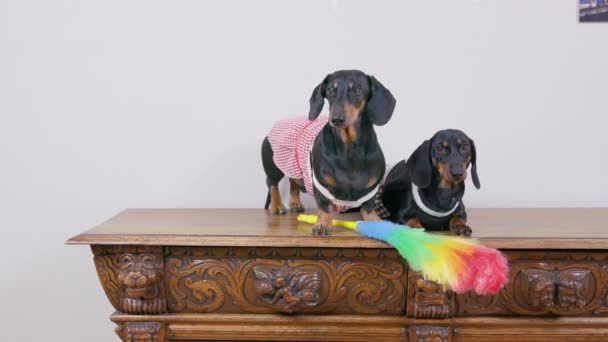 Dachshund สุนัขในชุดแม่บ้านกับเห่าแปรงฝุ่นใกล้เพื่อน — วีดีโอสต็อก