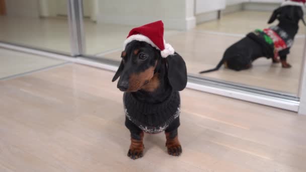 Lindo cachorro dachshund inteligente en traje de Navidad con sombrero de Santa obedientemente realiza comandos Lugar, estancia o espera. Perro se refleja en espejo detrás de él — Vídeo de stock