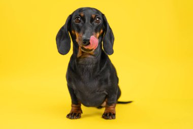 Şirin bir dachshund canlı sarı bir arka planda oturur, neşeyle burnunu yalar, büyüleyici ve eğlenceli bir anı yakalar..