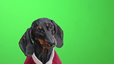 A cute dachshund in a red sweater on a bright green background cheerfully shakes its head and flaps its ears - pet portraits