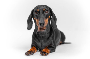 A charming portrait of a black and tan dachshund. dog with long ears and short legs lies calmly on a white studio background looking directly at the camera with a relaxed and alert expression